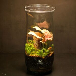 Terrario Florero L