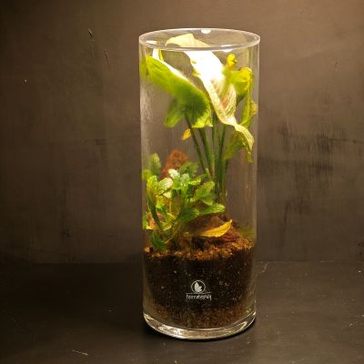 Terrario Cilindro - Imagen 4