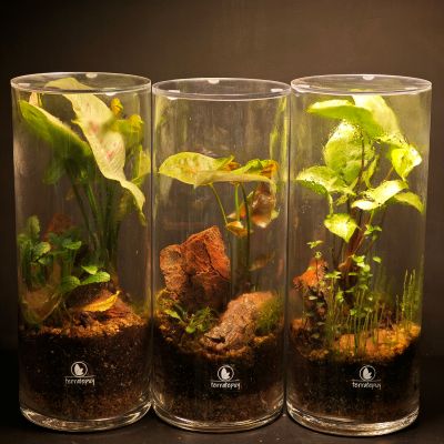 Terrario Cilindro - Imagen 6