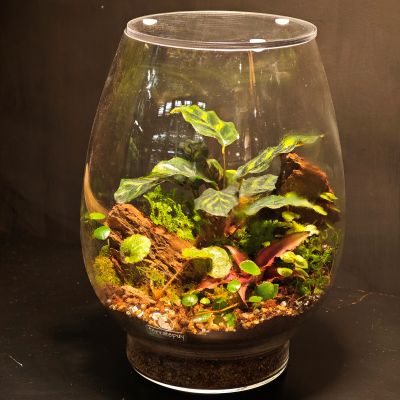 Terrario gota M - Imagen 2