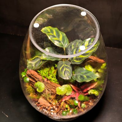 Terrario gota M