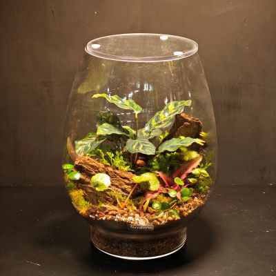 Terrario gota M - Imagen 4