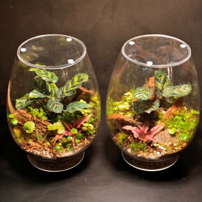 Terrario gota M - Imagen 5