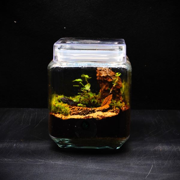 Terrario Cubo In Ottone | Sass & Belle ZHU016, Nuovo, Decorativo