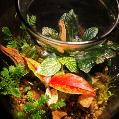 Terrario ánfora - Imagen 3