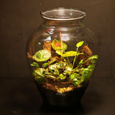 Terrario ánfora - Imagen 7